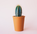 Indoors plant